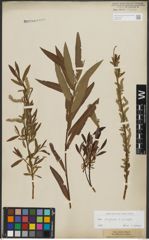Foto von Salix purpurea L. x Salix viminalis L.